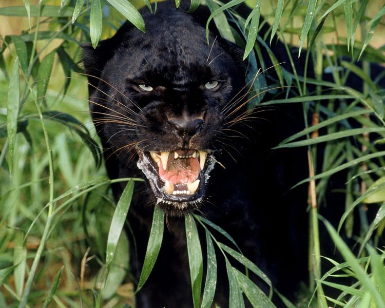 Blackpanther - 12.jpg
